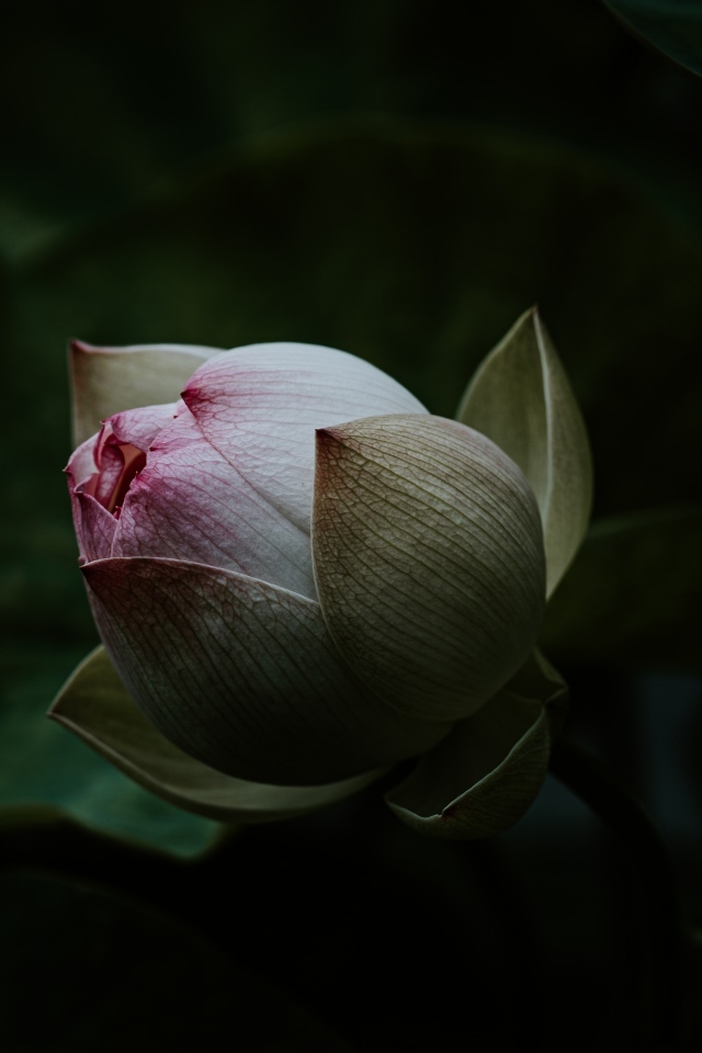 Бутон розового цветка лотоса крупным планом