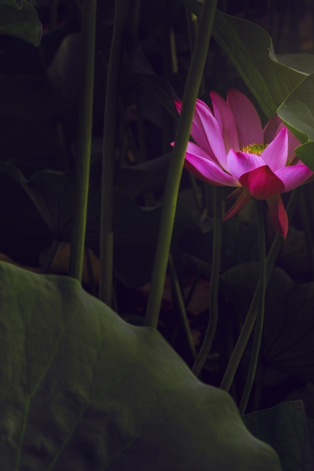 Розовый цветок лотоса спрятан в листьях