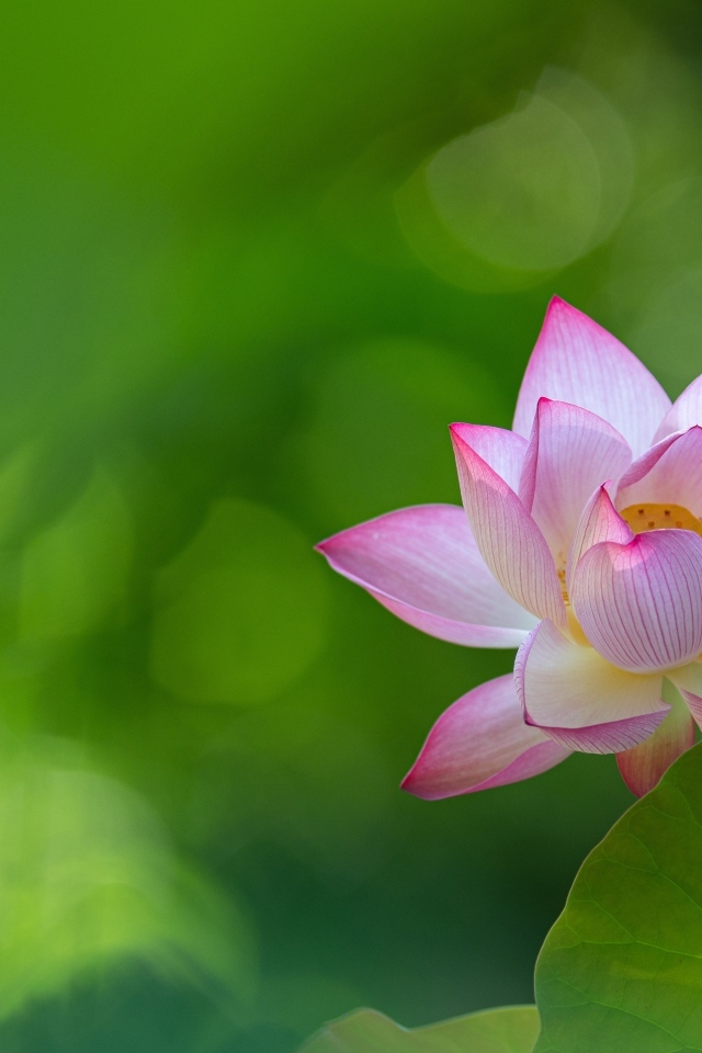 Розовый цветок лотоса на зеленом фоне