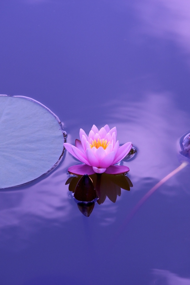 Розовый цветок лотоса с большим зеленым листом