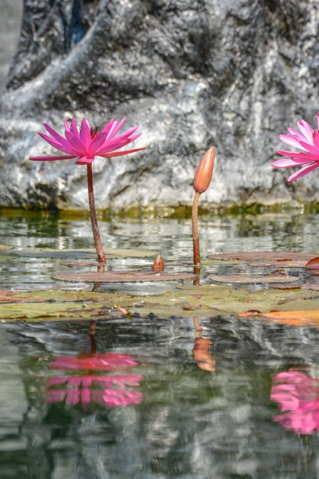 Розовые цветы лотоса отражаются в воде