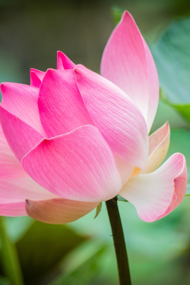 Розовый лотос с зелеными листьями