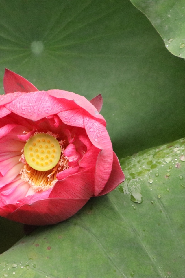 Розовый лотос с мокрыми зелеными листьями