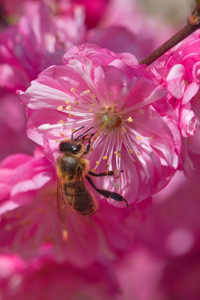 Розовый цветок луизеания с пчелой