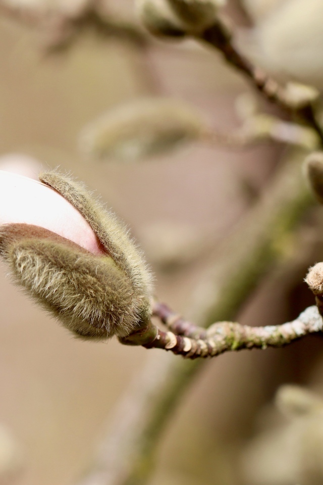 Розовый цветок магнолии распускается на ветке