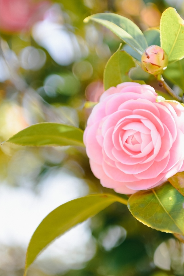 Розовый  цветок магнолии с зелеными листьями 