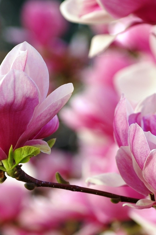 Розовые цветы  магнолии на ветке