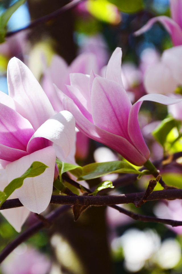 Розовые цветы магнолии на ветках в саду