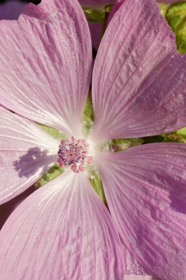 Розовый цветок мальва крупным планом