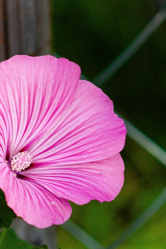 Розовый цветок мальва растет у забора