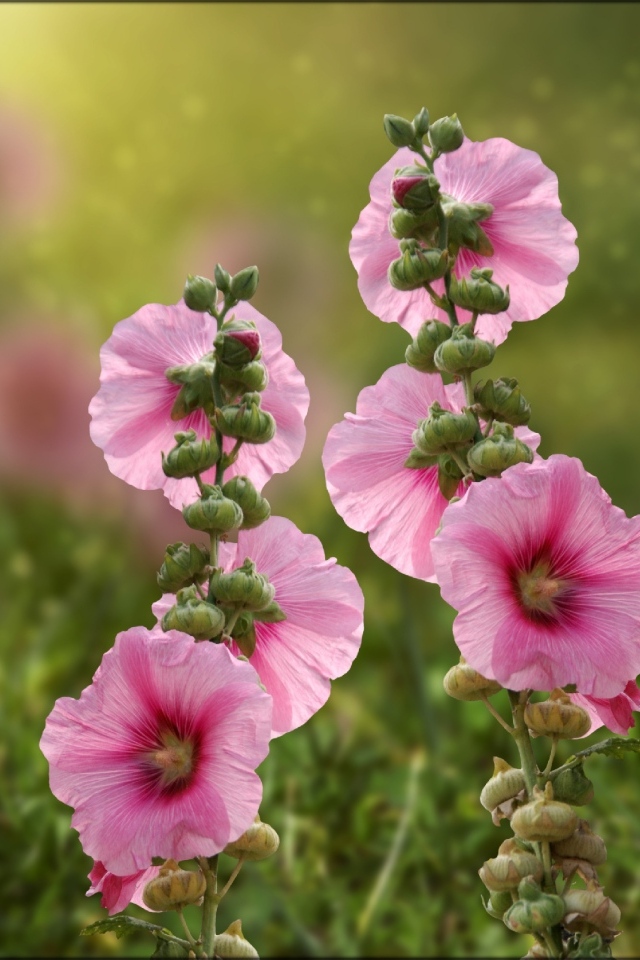 Розовые мальвы в лучах летнего солнца