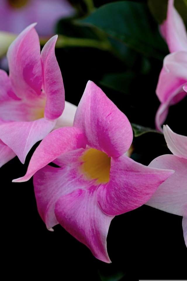 Розовые цветы мандевилла на черном фоне