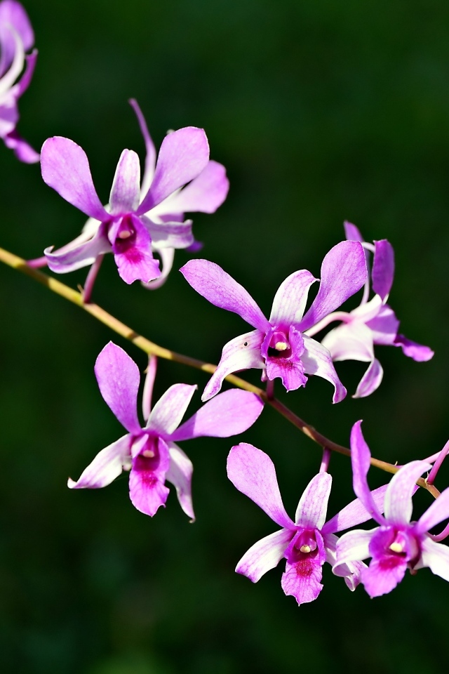 Розовые цветы орхидеи на ветке крупным планом