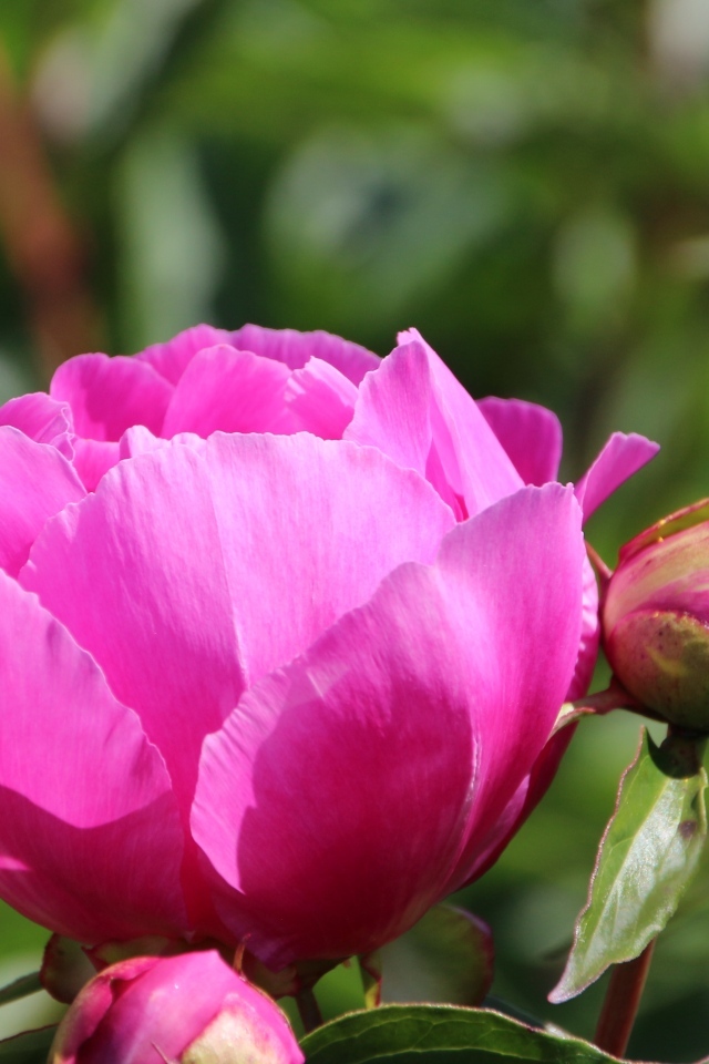 Розовые пионы с бутонами на клумбе