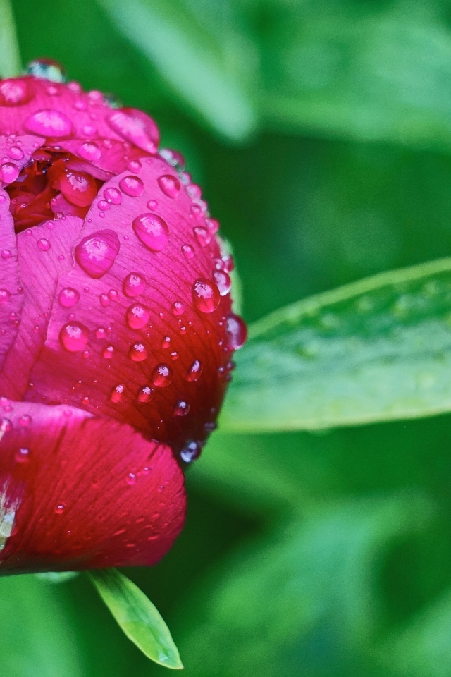 Бутон розового пиона в каплях дождя