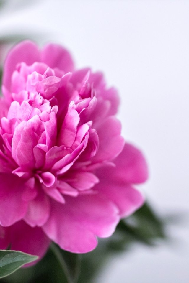 Розовый пион с зелеными листьями крупным планом