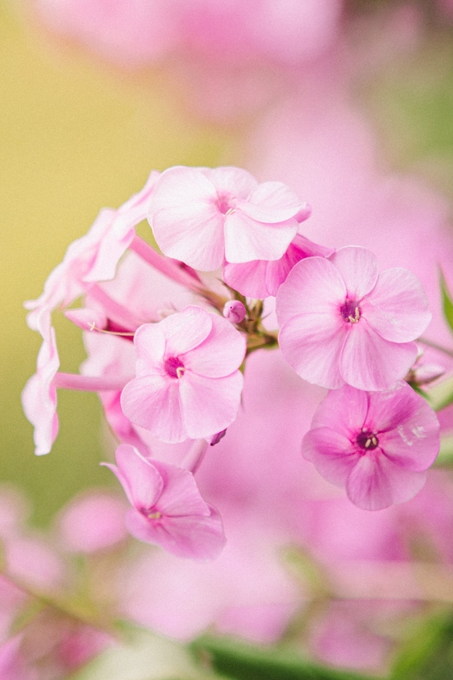 Розовые цветы флокса крупным планом