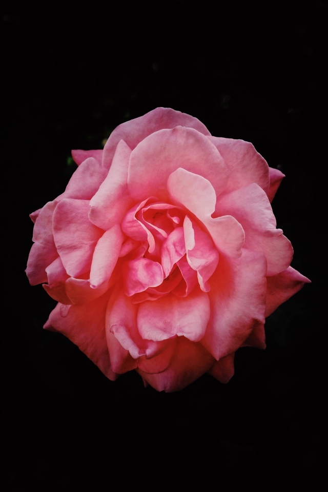 Розовая сорванная роза на черном фоне