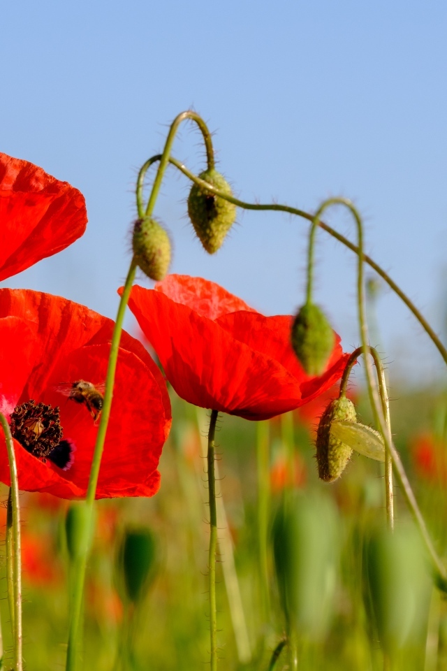 Розовые маки в поле под голубым небом