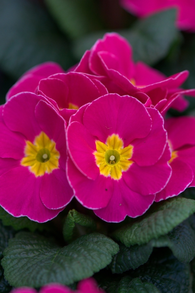 Розовый цветок примулы в горшке