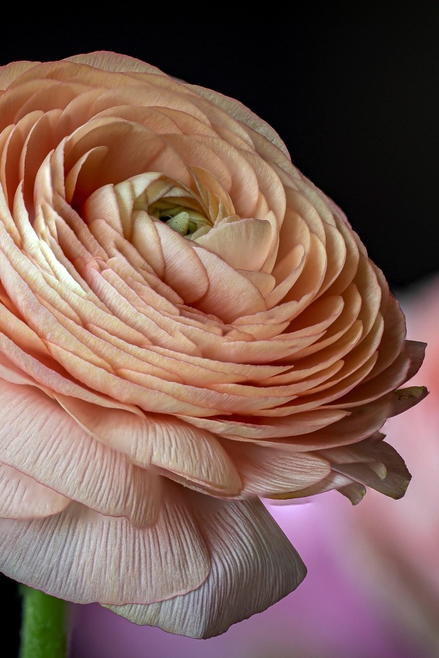 Цветок розового лютика крупным планом