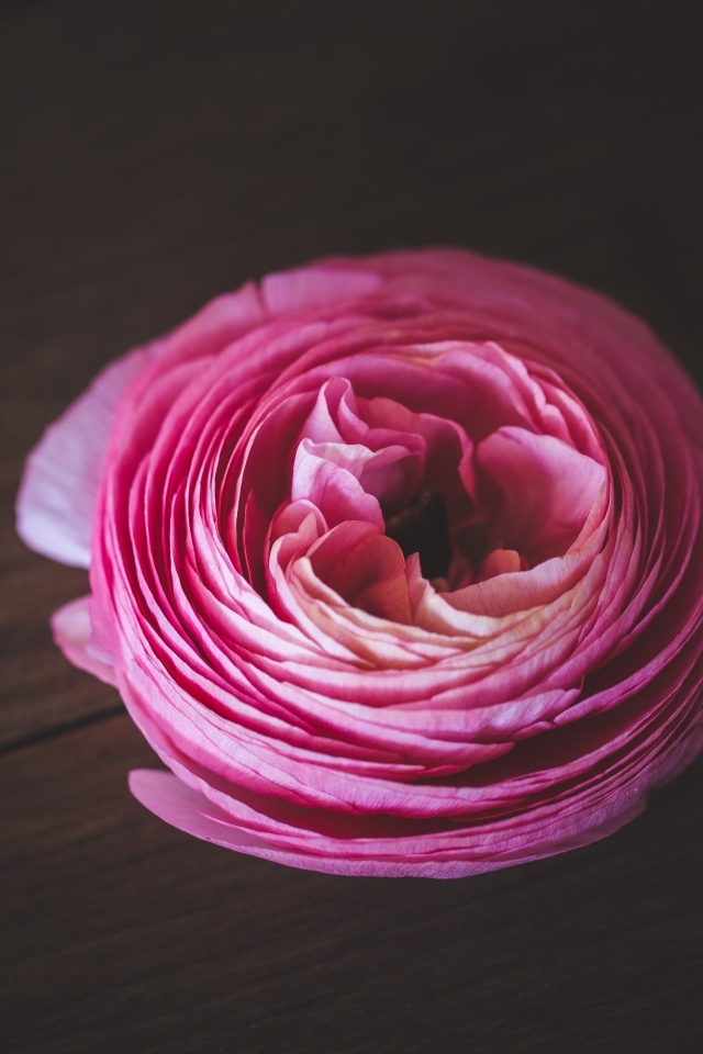 Розовый цветок лютика на деревянном столе