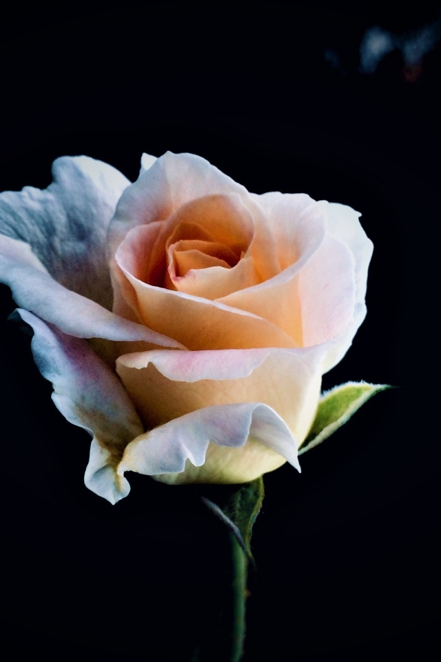 Розовая роза крупным планом на черном фоне