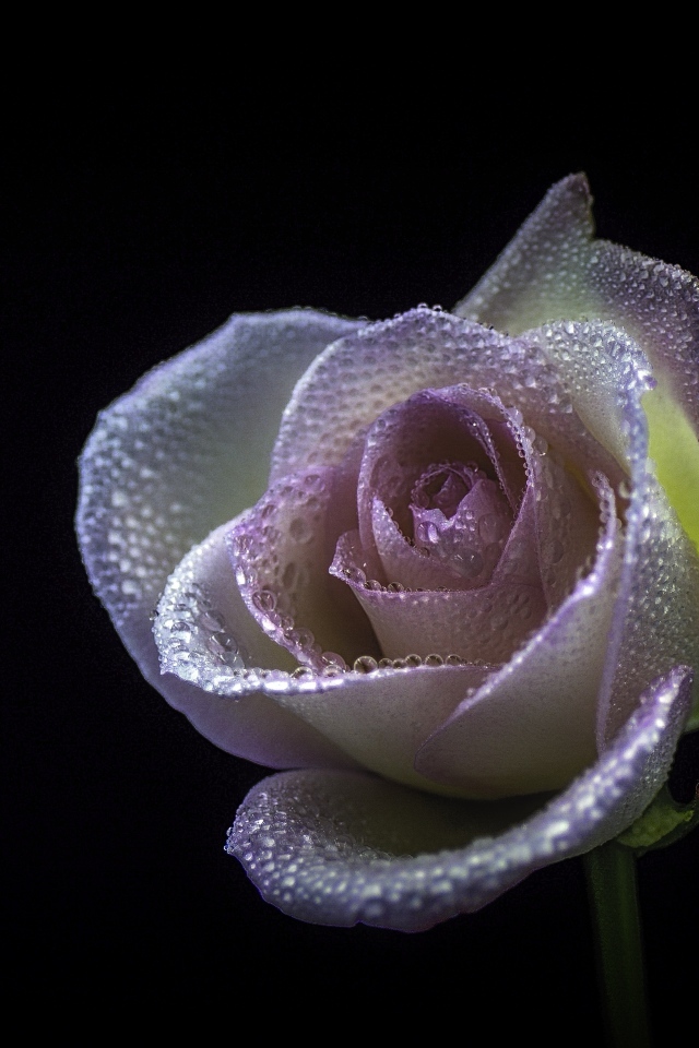 Розовый цветок розы в каплях  росы на черном фоне