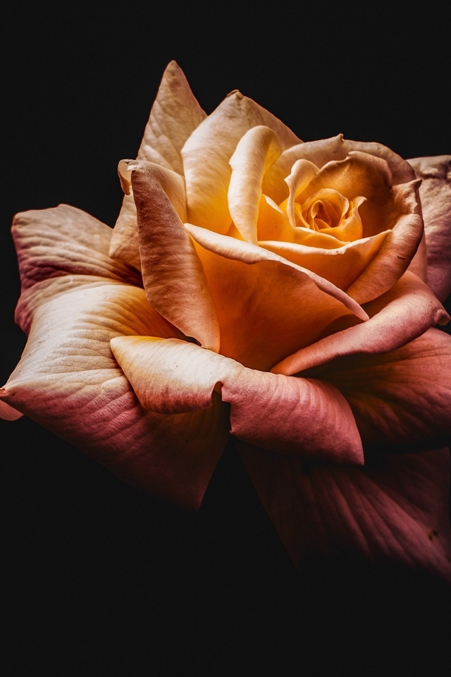 Розовый цветок розы на черном фоне