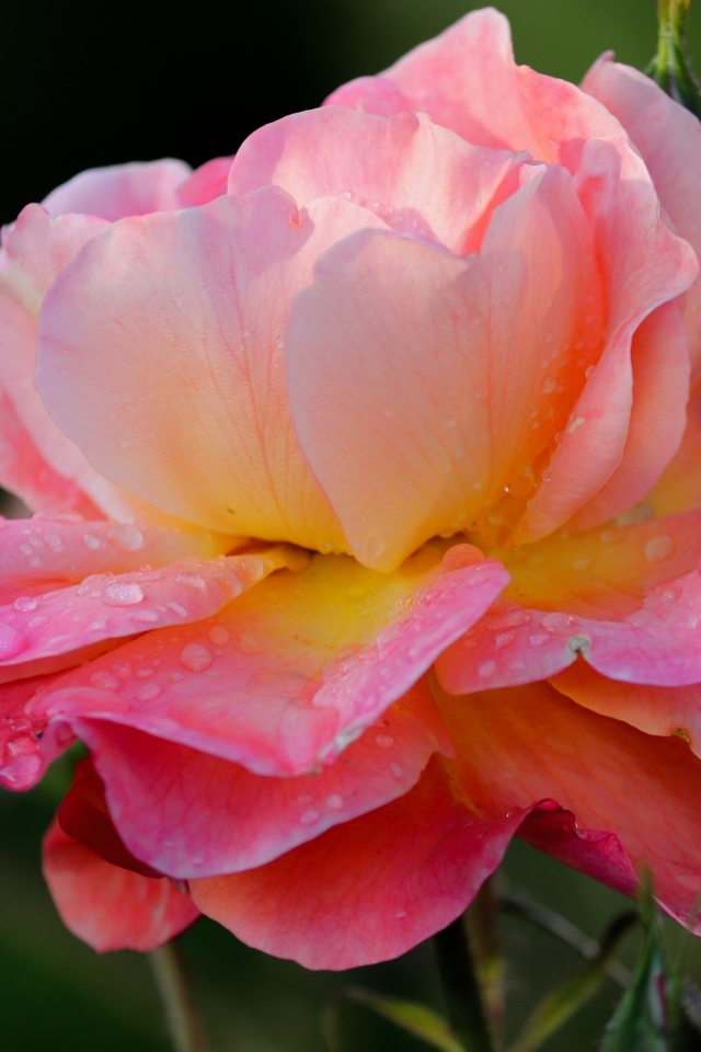 Розовый цветок розы с каплями росы на лепестках