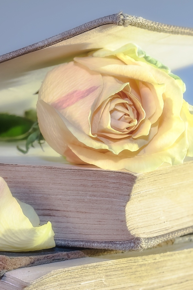 Розовая роза в книге