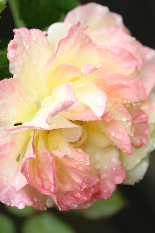 Розовая роза в каплях росы на клумбе