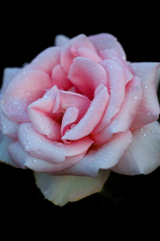 Розовая роза в каплях на черном фоне