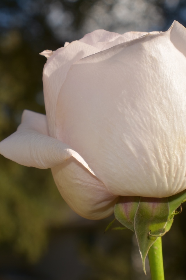 Розовая роза в лучах солнца крупным планом