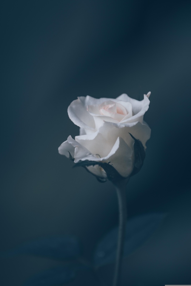 Розовая роза на сером фоне