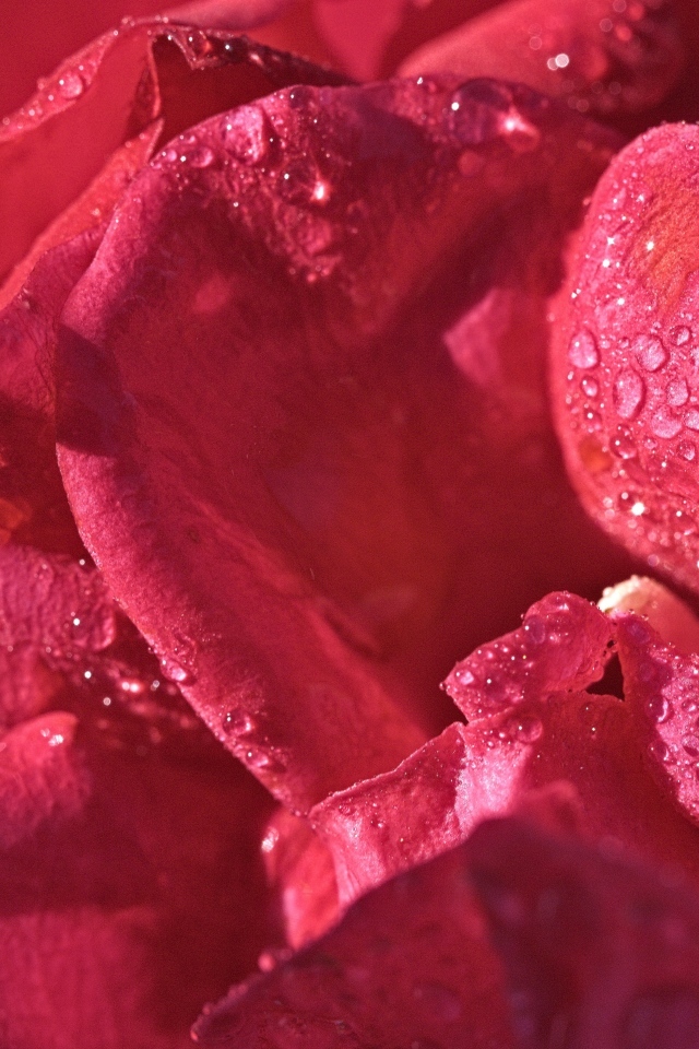 Розовые лепестки розы в каплях росы