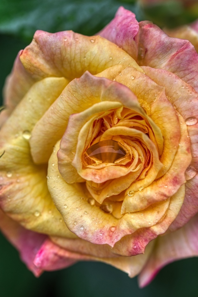 Розовая роза с бутонами крупным планом