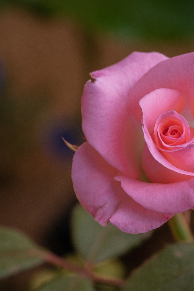 Розовая роза с нежными лепестками