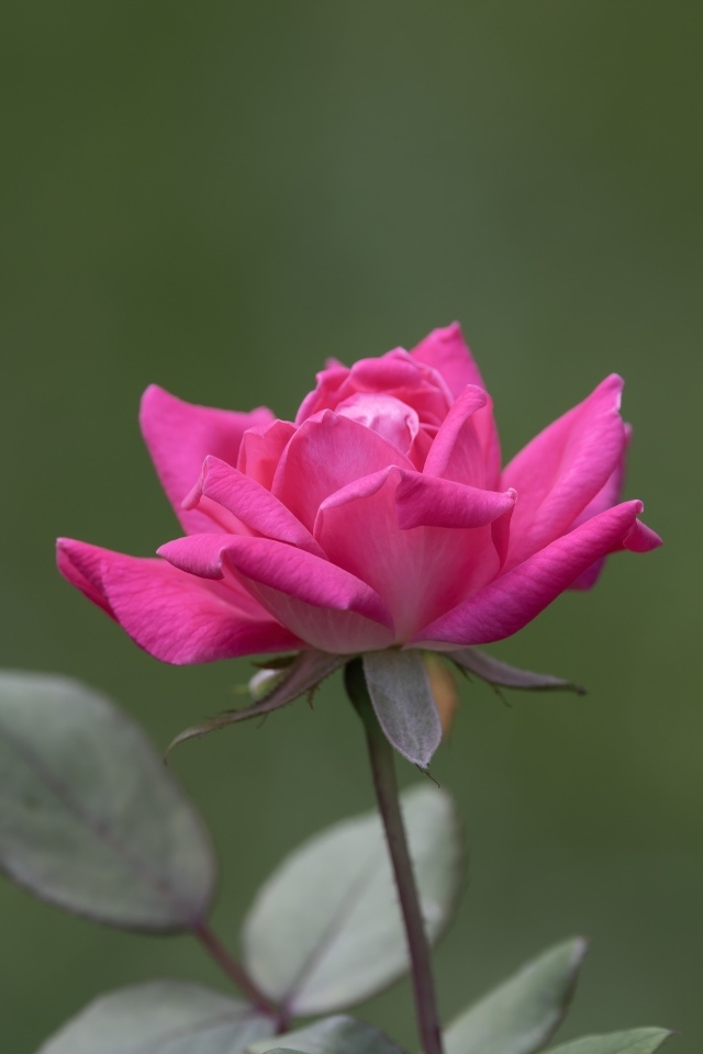 Розовая роза с зелеными листьями крупным планом