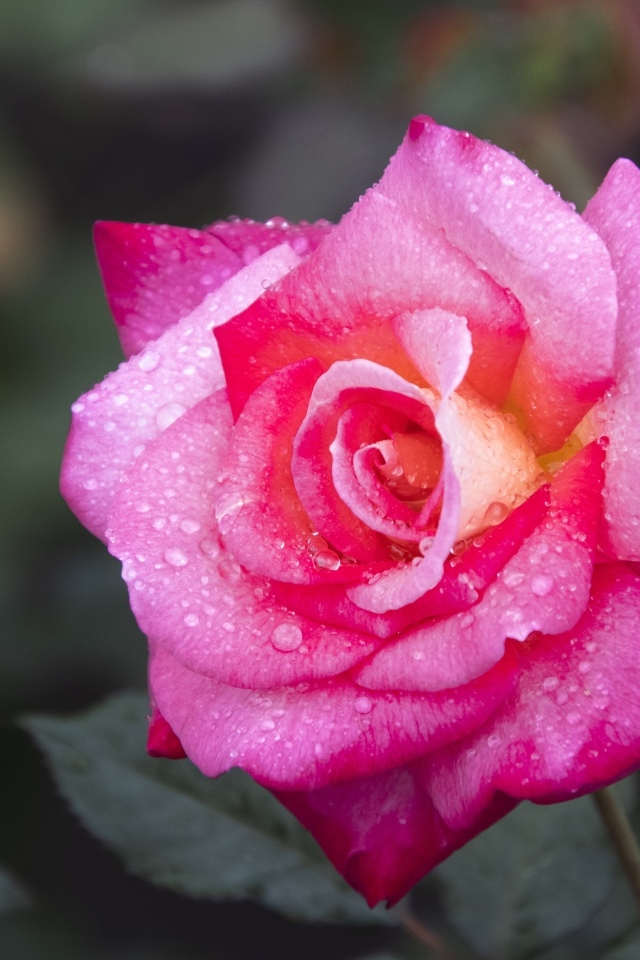 Розовая роза с крупным цветком в каплях росы