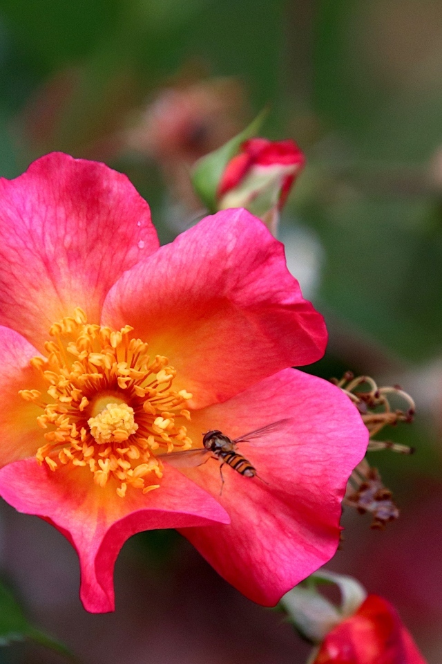 Розовый цветок шиповника с пчелой