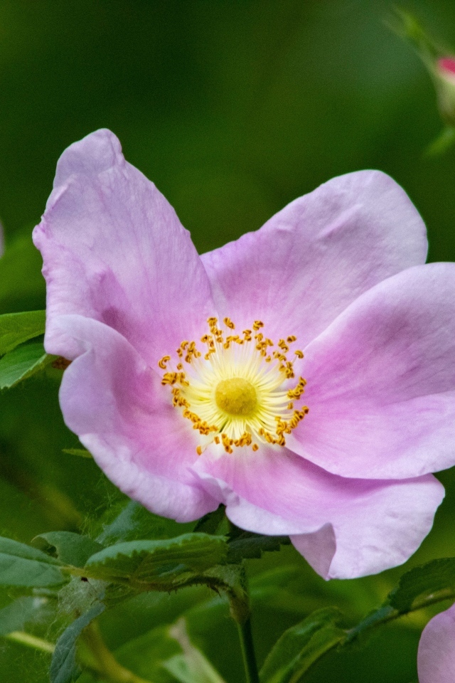 Розовые цветы шиповника крупным планом