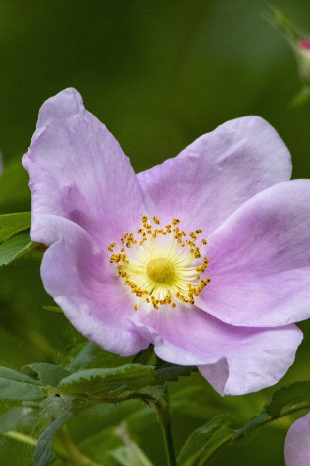 Розовые цветы шиповника с зелеными листьями