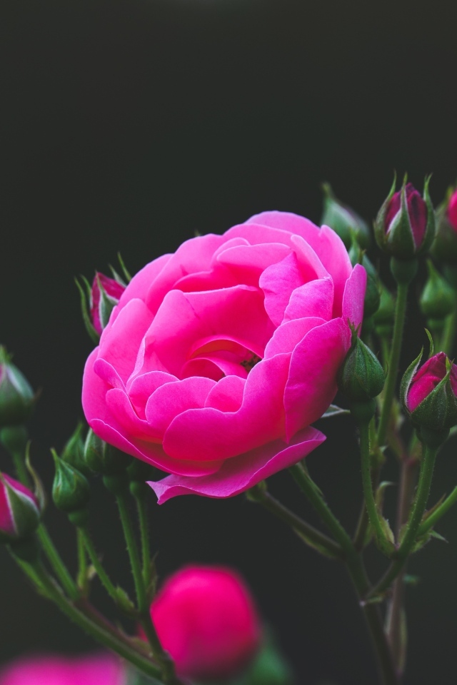 Розовые розы с нераспустившимися бутонами