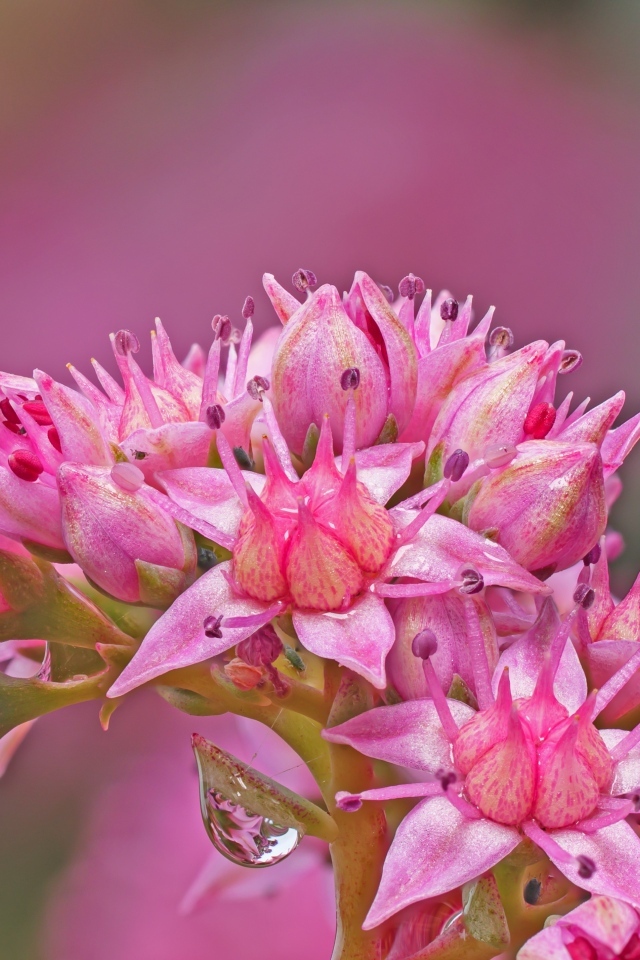 Розовый цветок очиток крупным планом