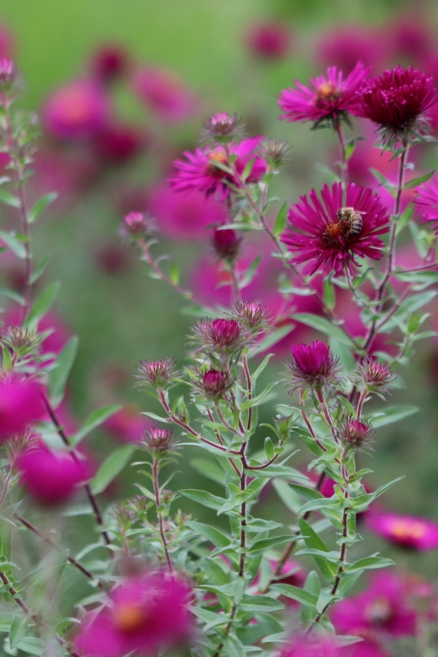 Розовые цветы сентябринка в саду