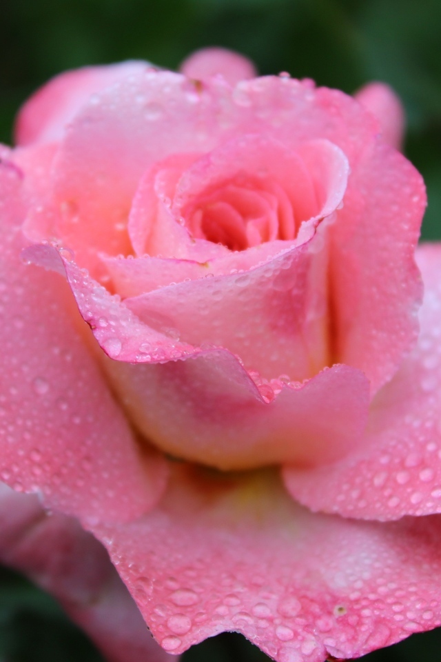 Розовая чайная роза в каплях дождя