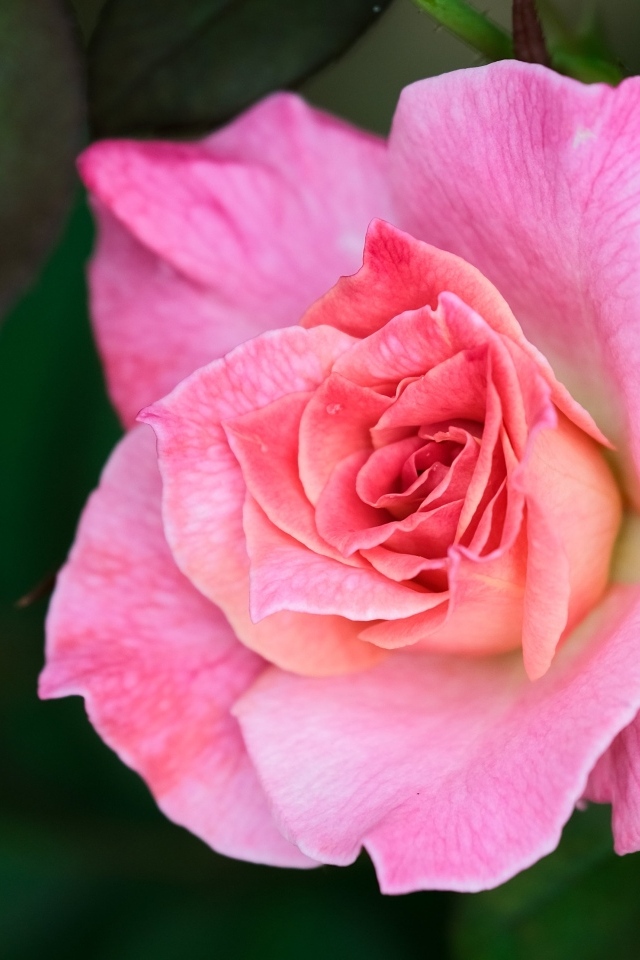 Розовая чайная роза с зелеными листьями