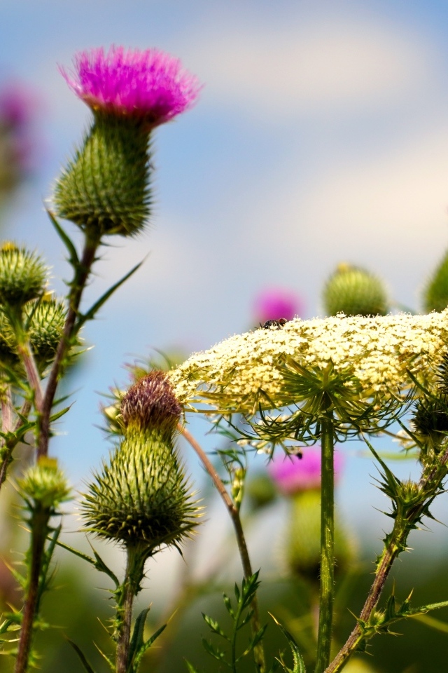 Розовые цветы расторопши на поле
