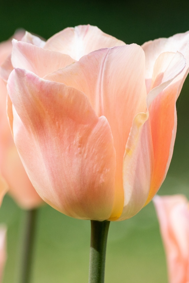 Розовый цветок тюльпана цветет весной